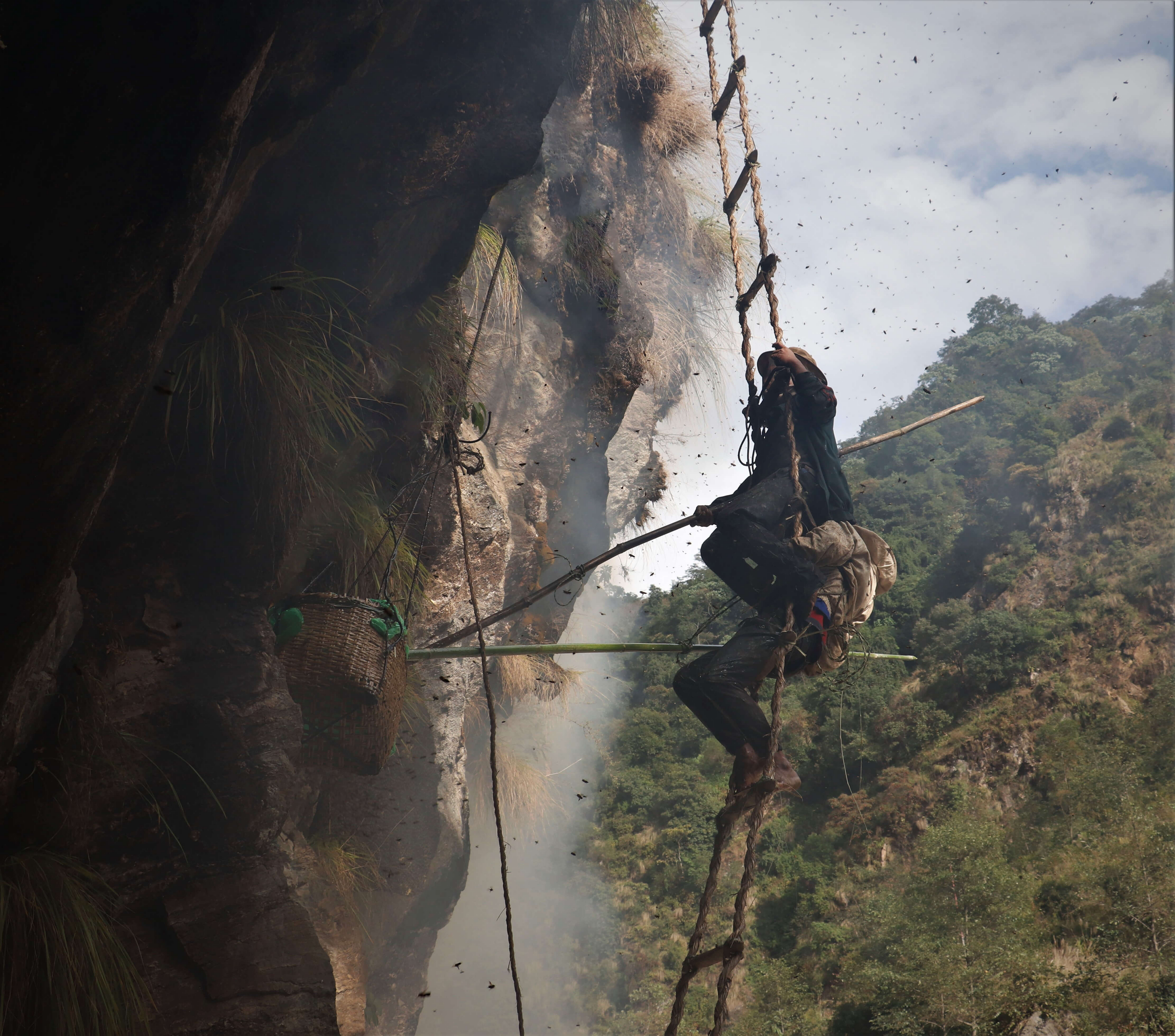 Harvesting authentic shilajit at the himalayan cliffs